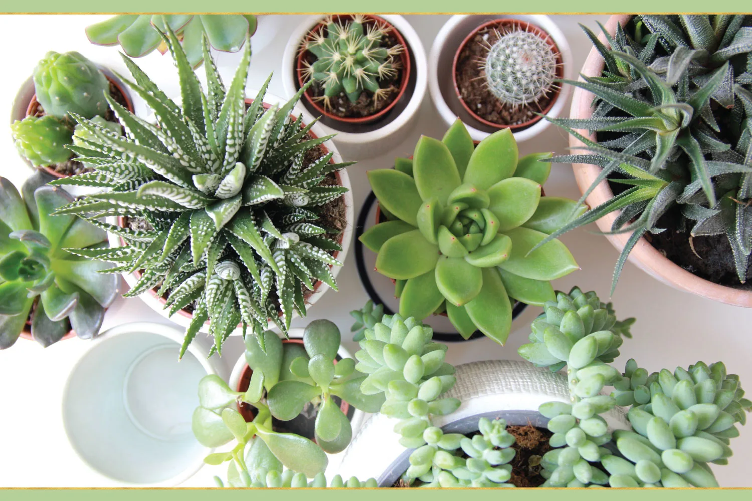 top-plant-care-tips-3