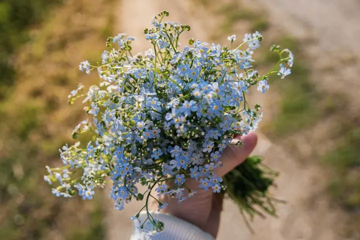 romantic-forget-me-not-720x480