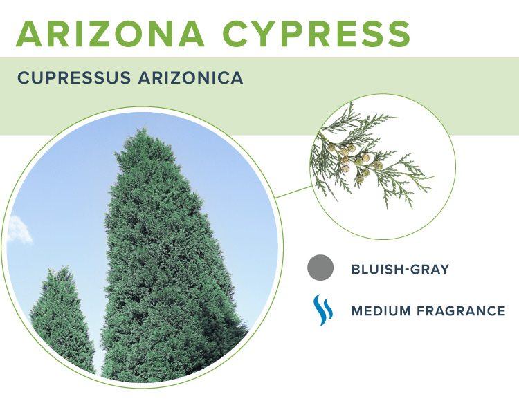 types of christmas trees arizona cypress