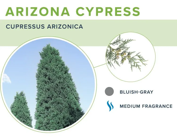 types-of-christmas-trees-arizona-cypress