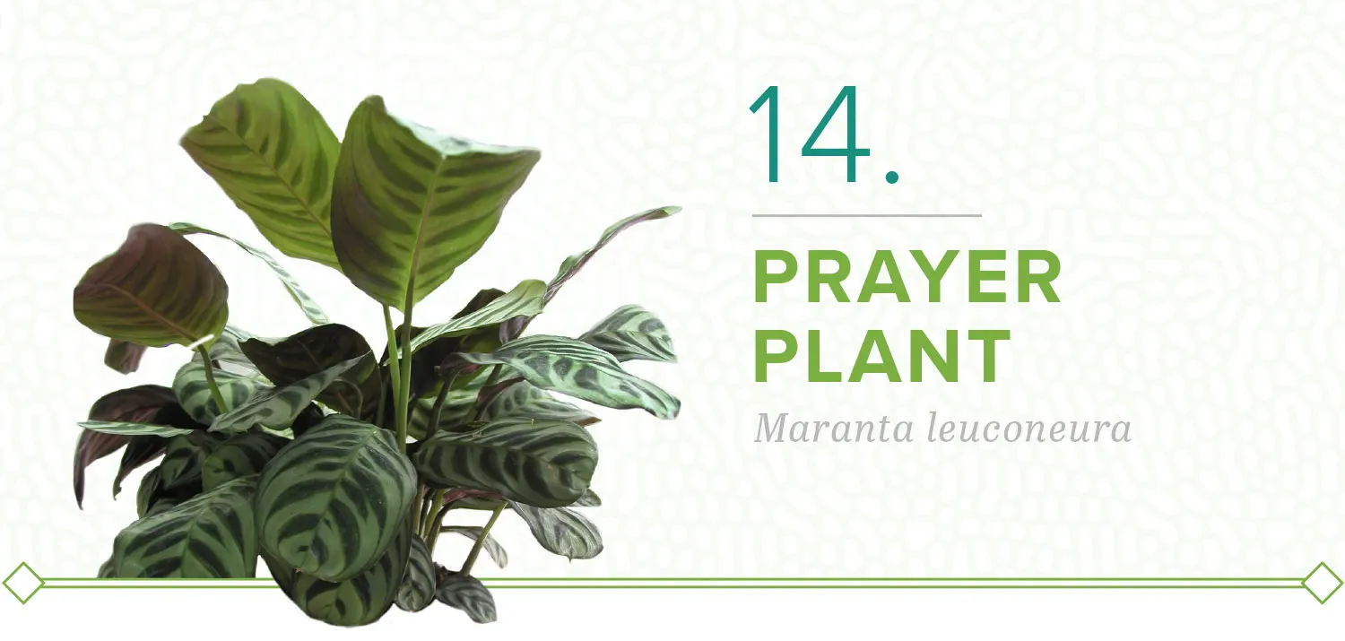 plants-that-dont-need-sun-14-prayer-plant