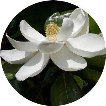 white-magnolia-grandiflora
