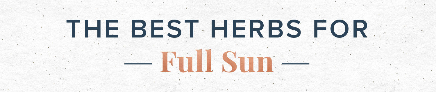 best indoor herbs for full sun