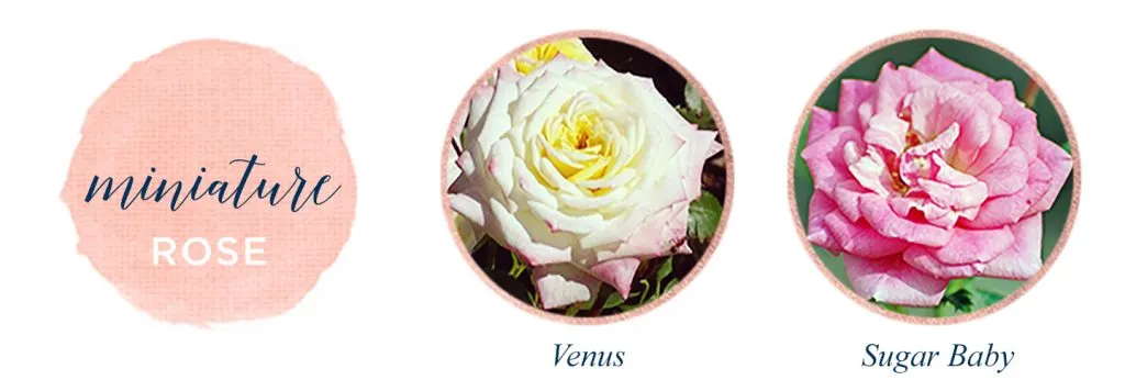 Types of Roses: A Visual Compendium