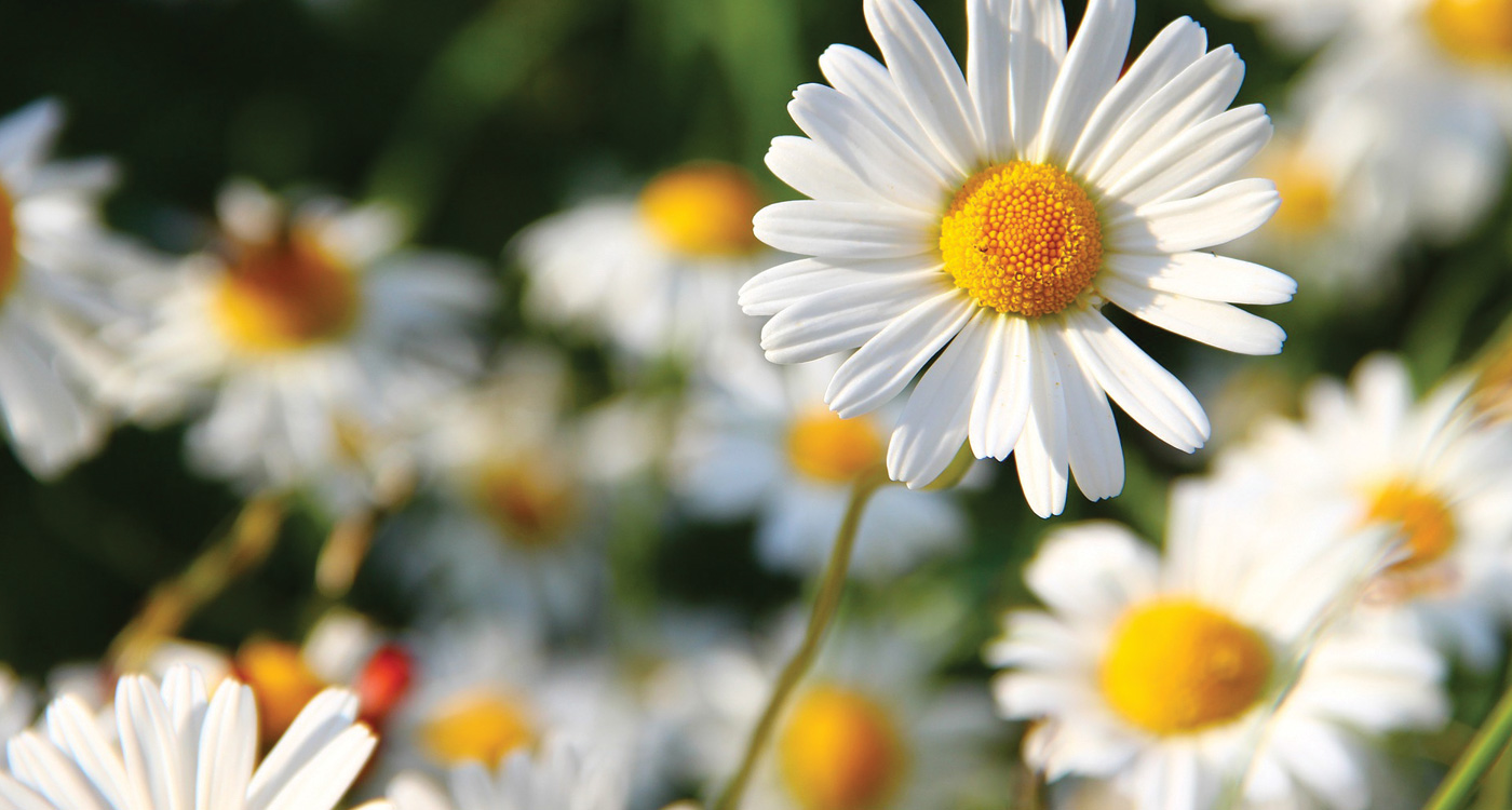 48 Types of White Flowers - ProFlowers Blog