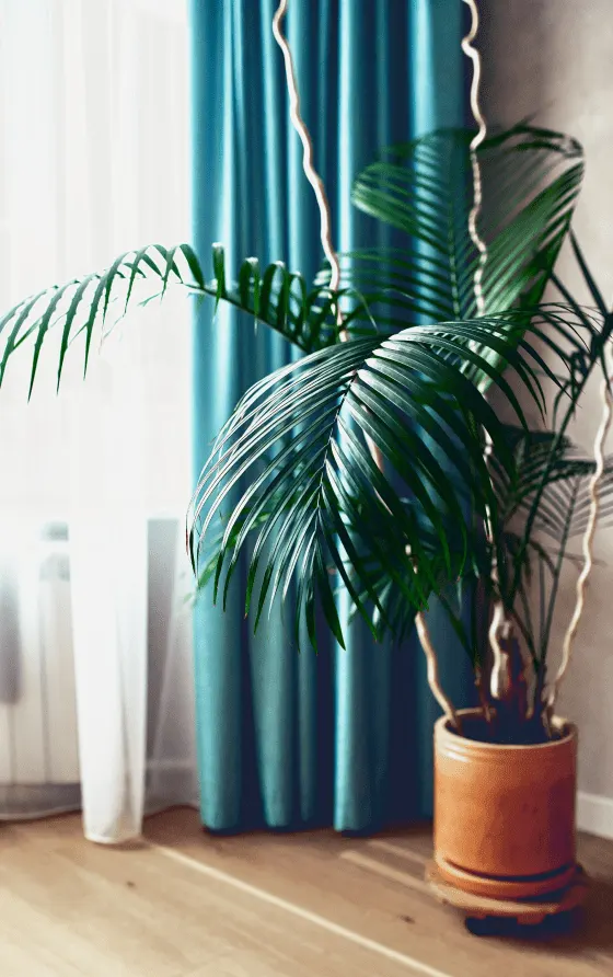 living-room-plants-1