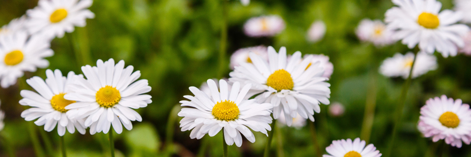 National Daisy Day (January 28th)