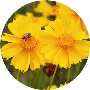 yellow-coreopsis