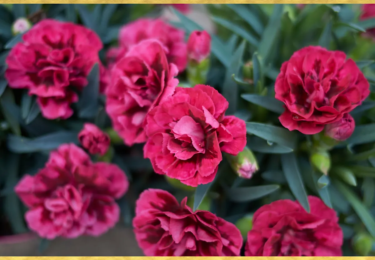 A Guide to Growing Carnations - FTD.com