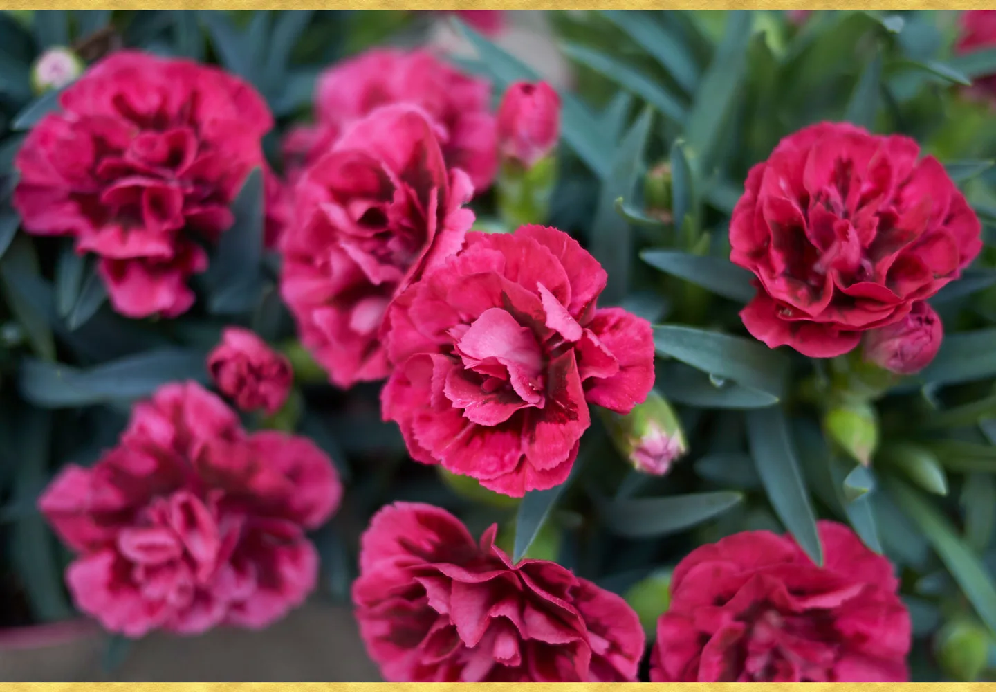 A Guide to Growing Carnations