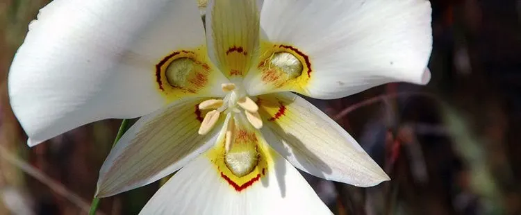 Utah State Flower - Sego Lily