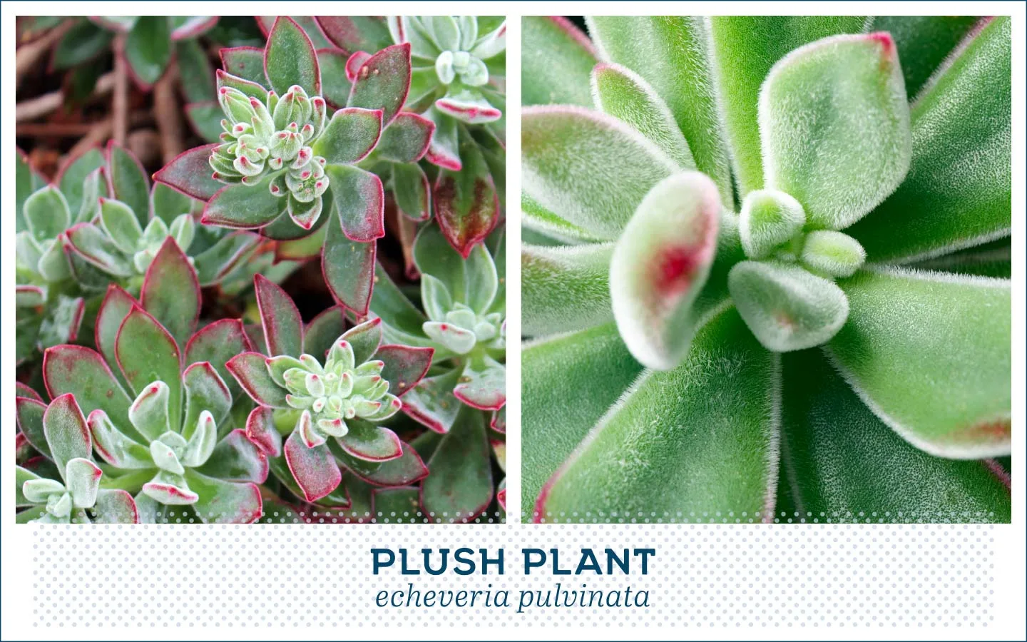 20 Popular Types of Succulents