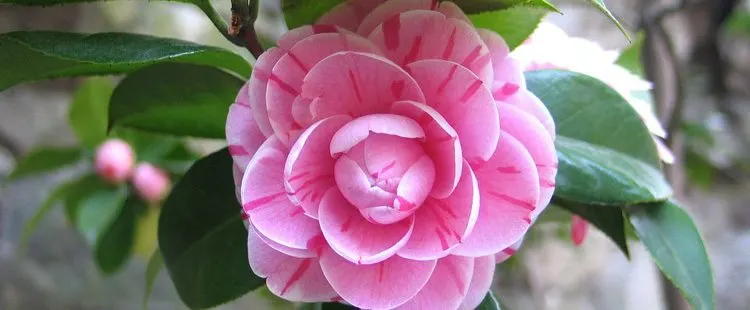 Alabama State Flower – The Camellia