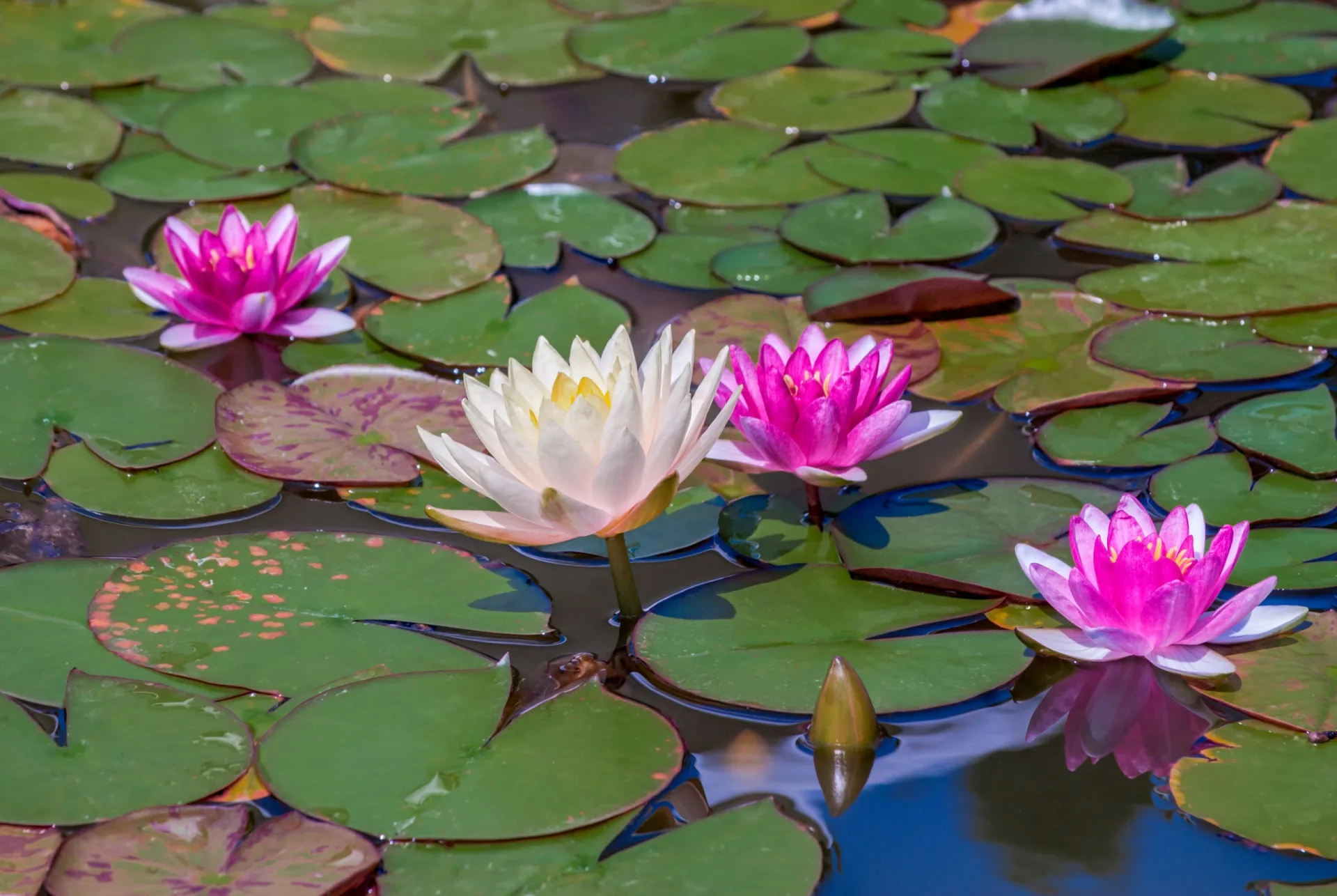 water-flowers-new-thumbnew