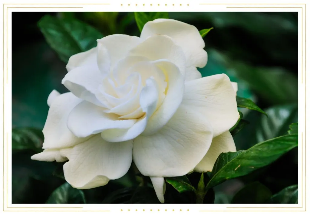 Gardenia Care Guide: Growing Tips + Info