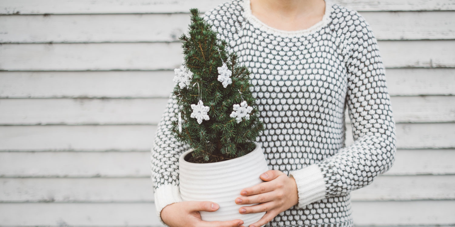 How to Take Care of Your Christmas Tree ProFlowers Blog