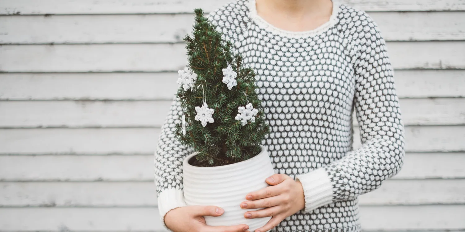 How to Take Care of Your Christmas Tree