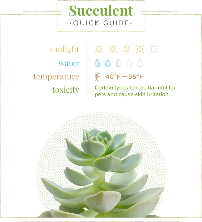 Succulent Care Guide: Growing Information + Tips - ProFlowers Blog