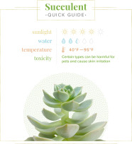 Simple Succulent Care Instructions Printable 