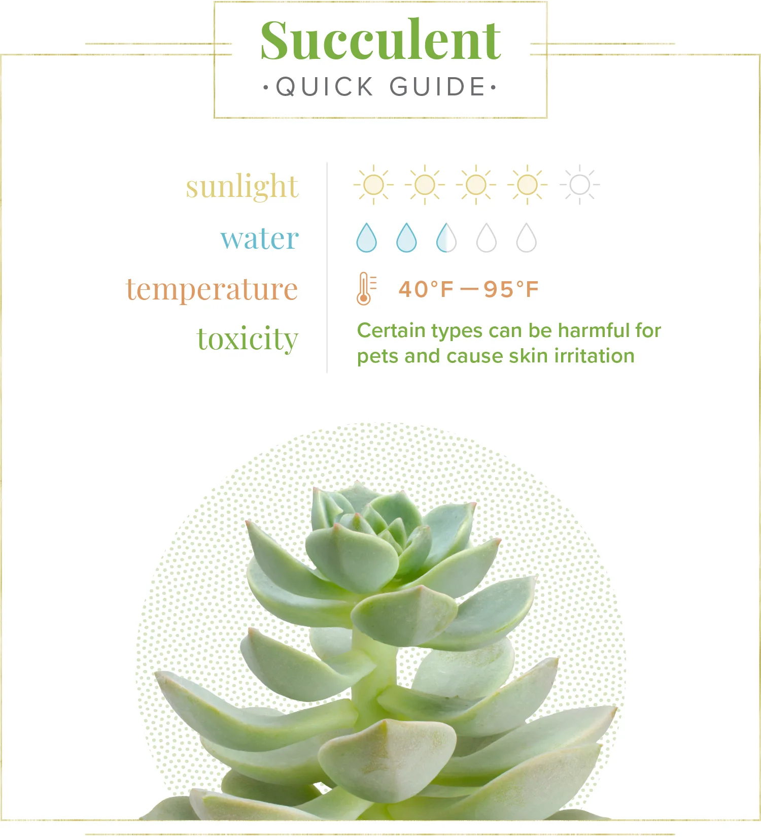 succulent-care-guide00