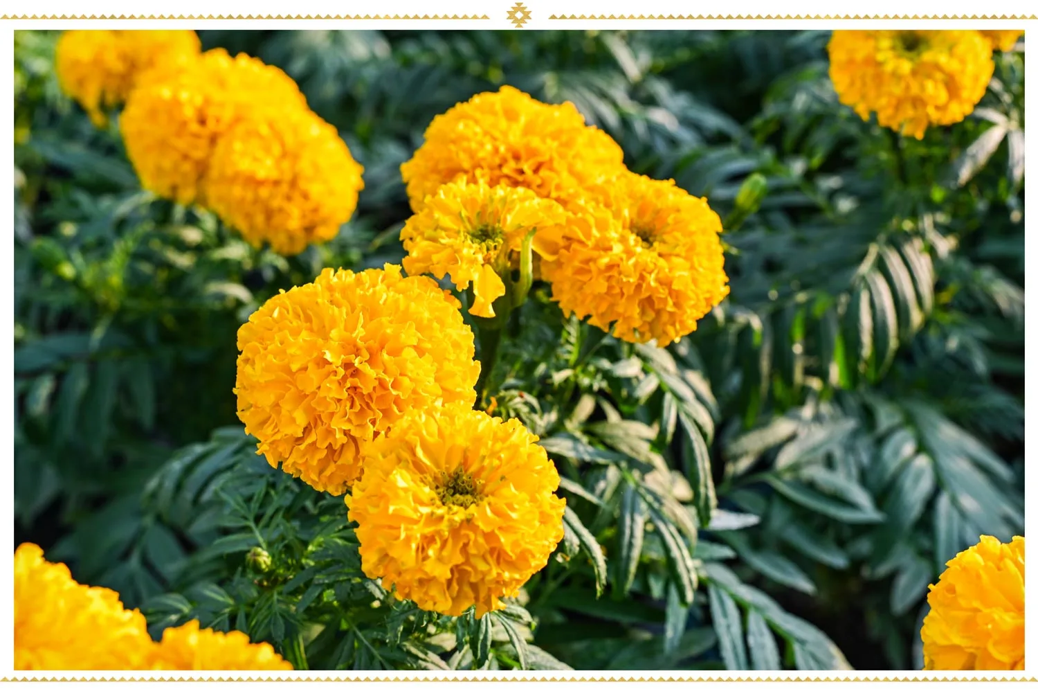 mexican-flowers-mexican-marigold