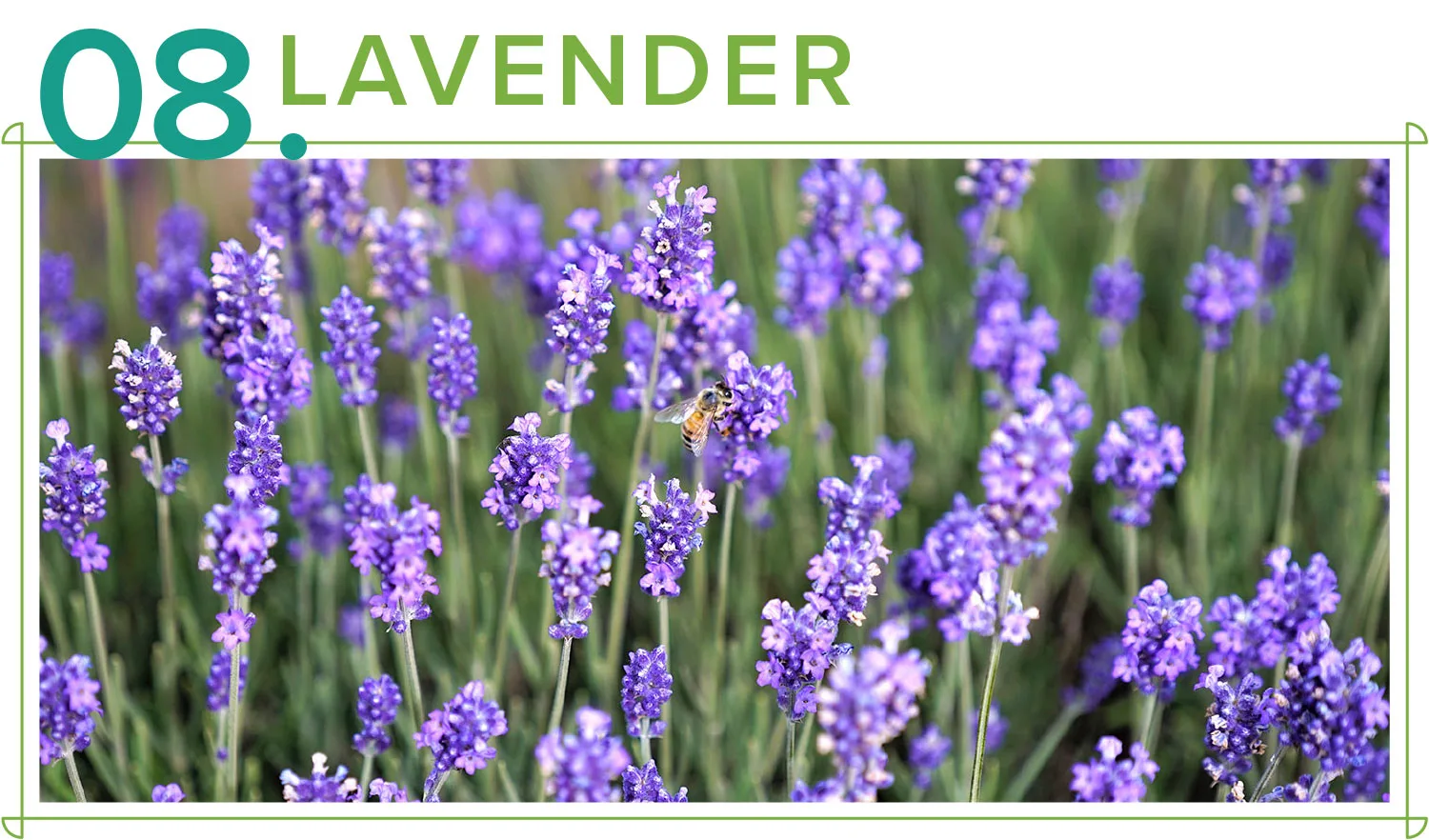 medicinal-plants-08-lavender