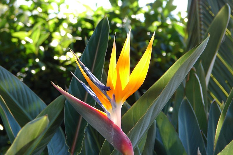 The 15 Best Botanical Gardens in Florida ProFlowers Blog