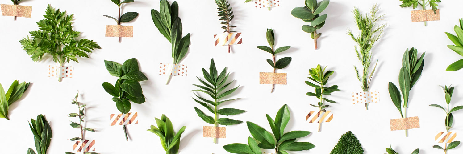 A variety of herbs organized as a checkered pattern against a bright white background