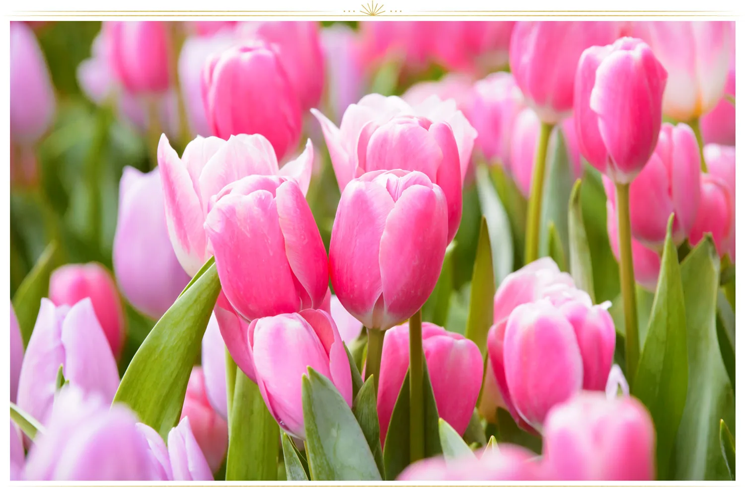 pink-flowers-tulip-1