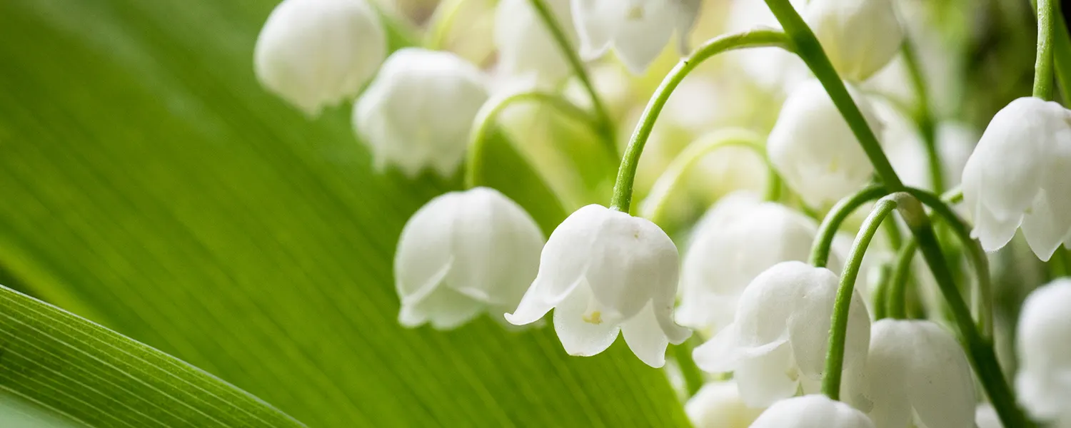 May Birth Flower + More: Lily of The Valley