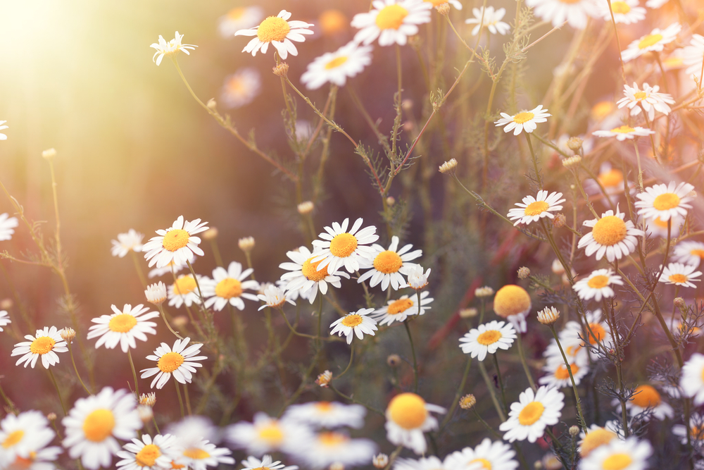 National Daisy Day (January 28th)