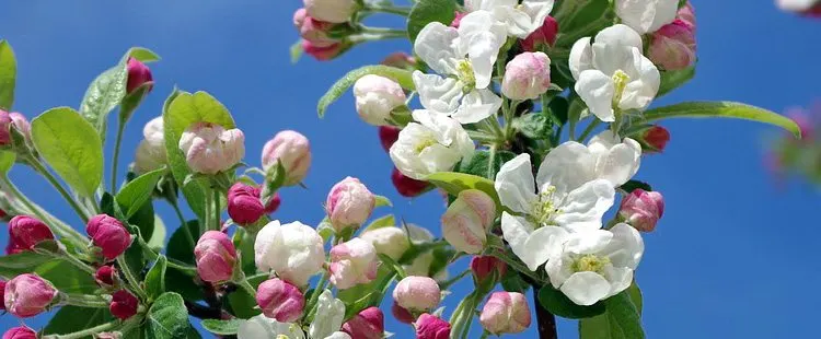 Michigan State Flower - The Apple Blossom