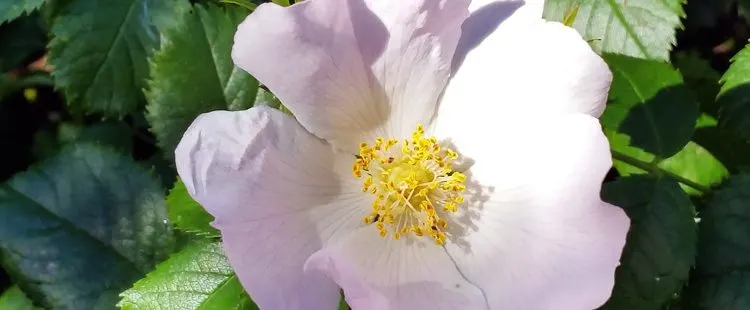 Iowa State Flower - Wild Rose