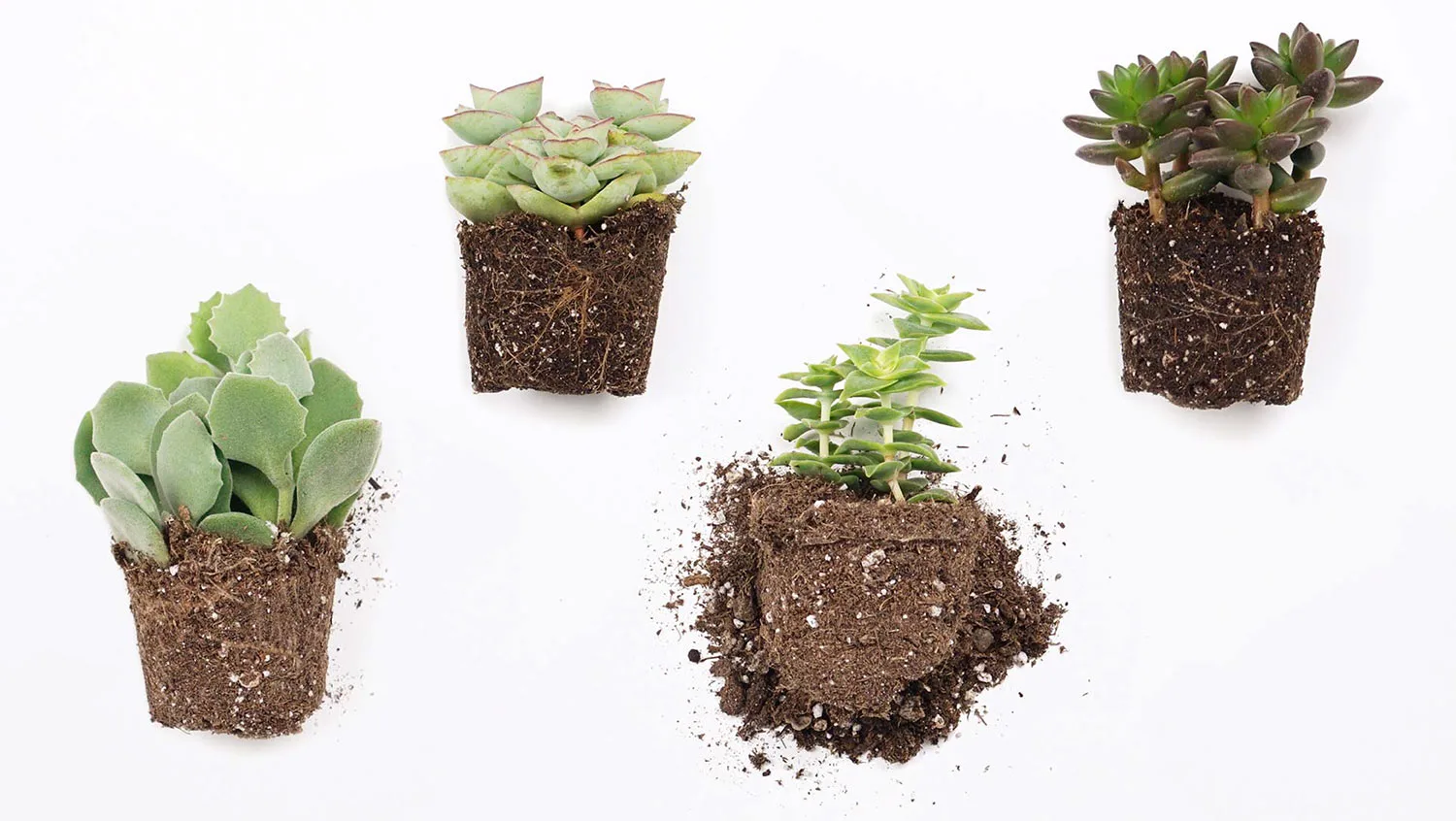 How-to-make-a-terrarium-plants