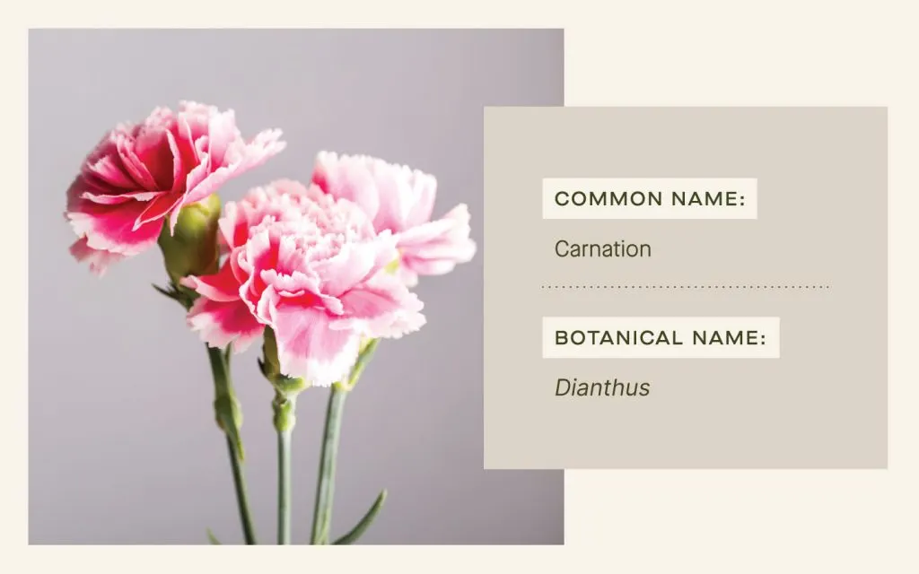 Carnation