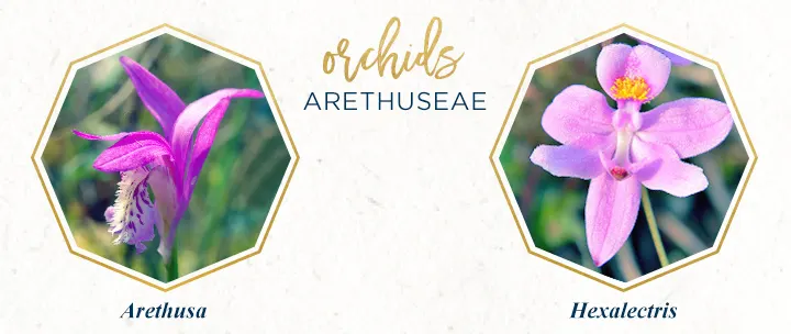 arethuseae