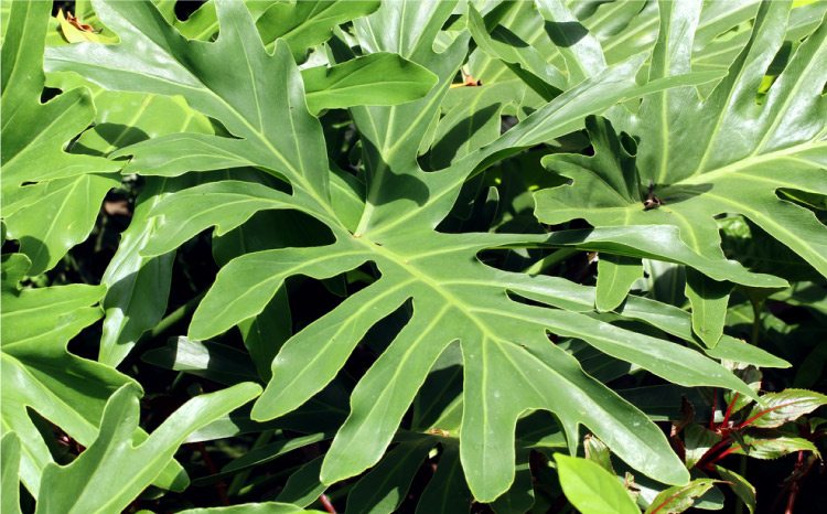 lacy tree philodendron