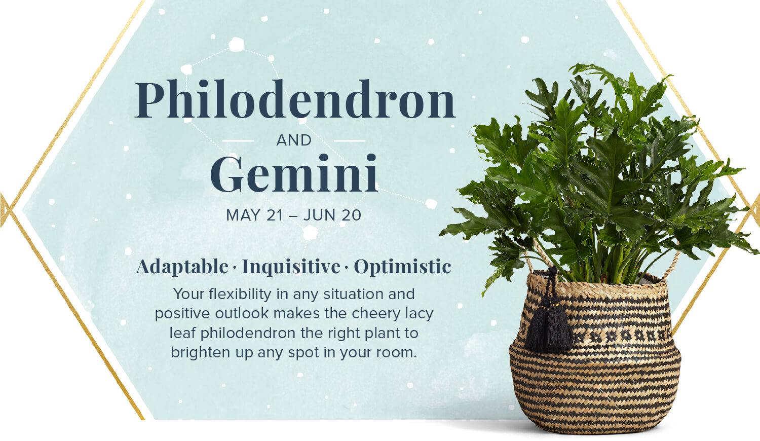 philodendorn and gemini zodiac plant pairing
