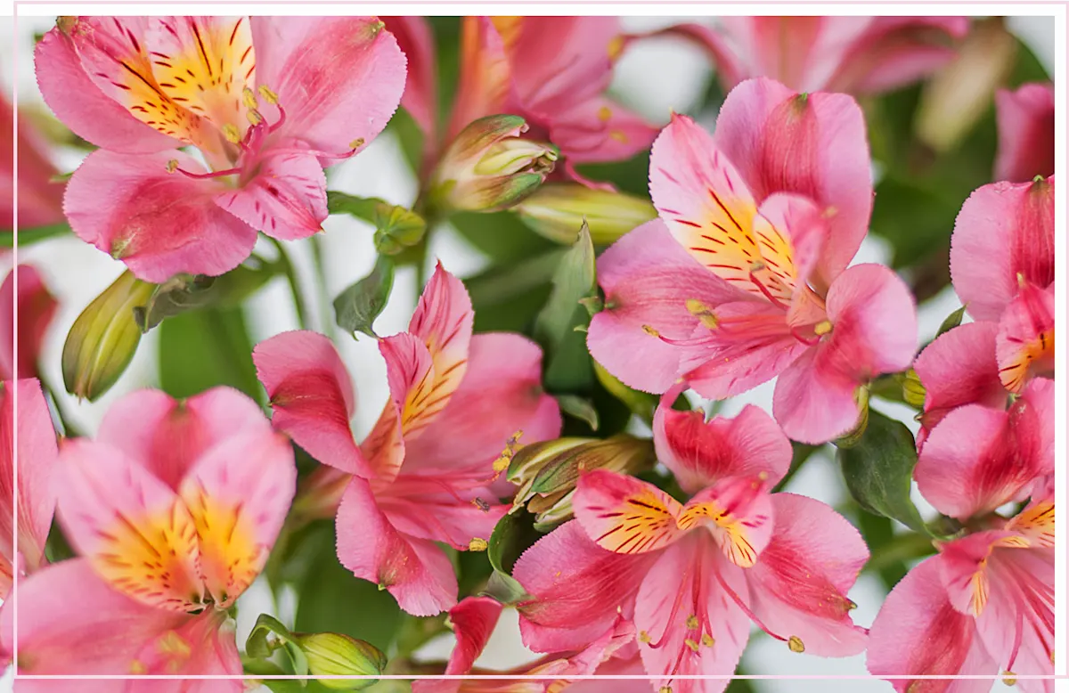 Alstroemeria Care Guide Easy Plant, Grow and Care Tips ProFlowers