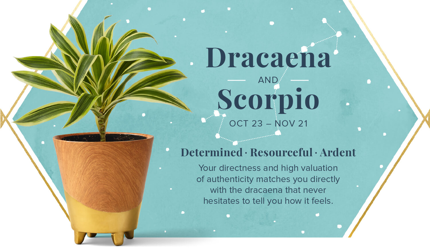 dracaena and scorpio zodiac plant pairing