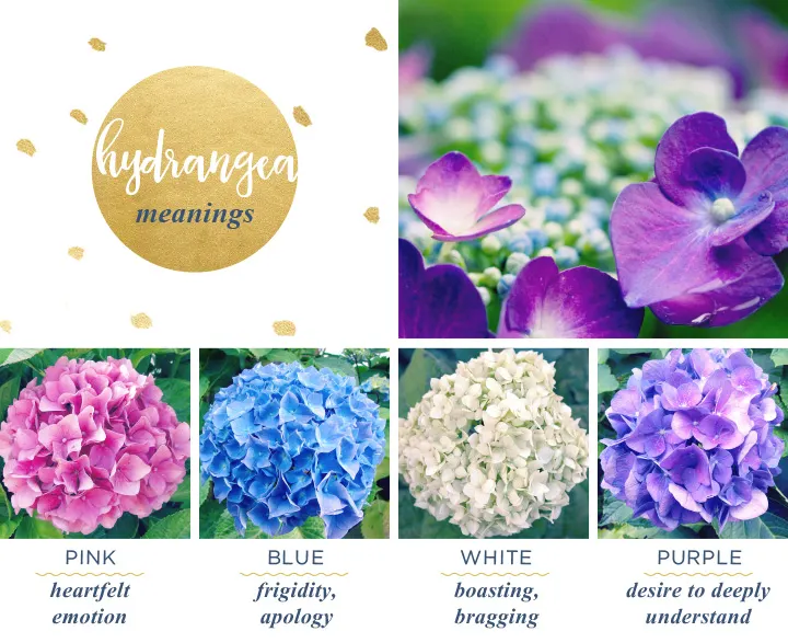Hydrangea Meaning and Symbolism