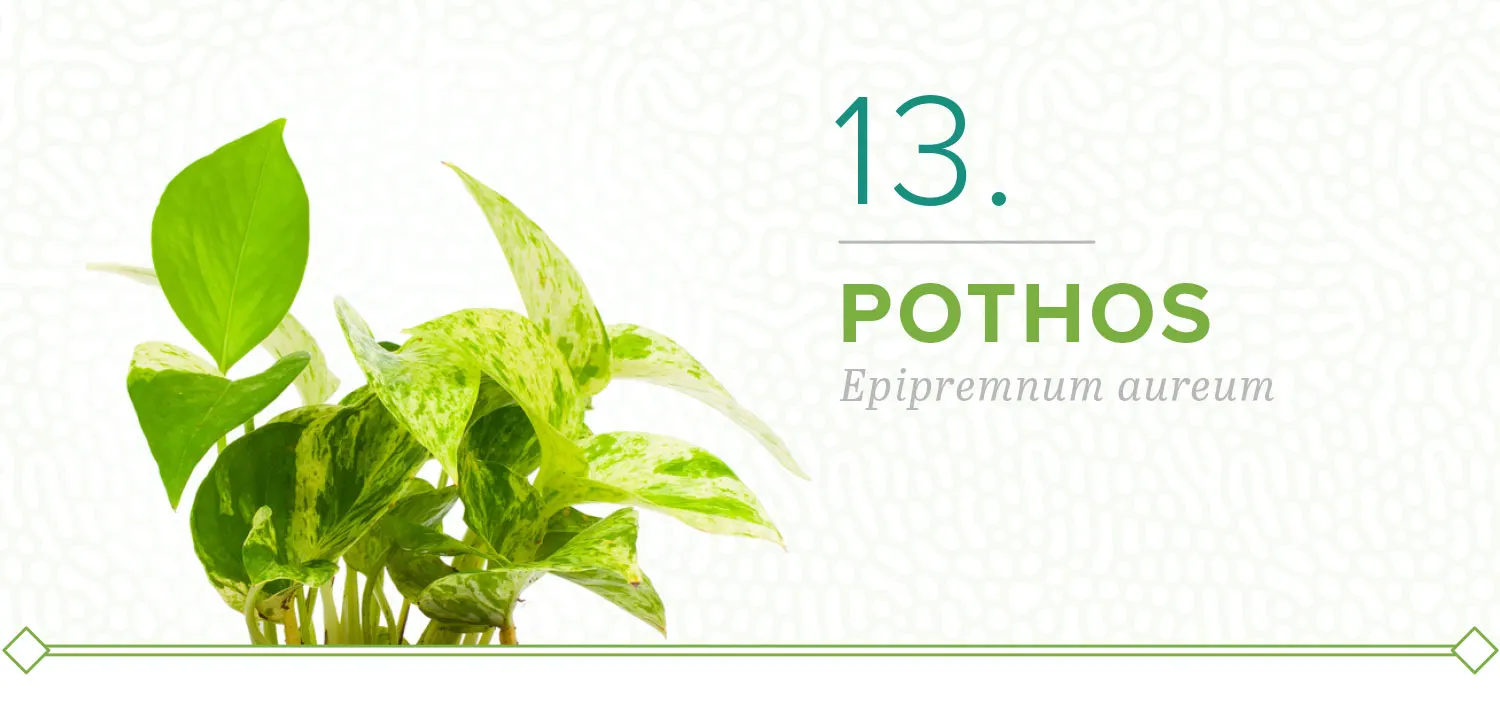 plants-that-dont-need-sun-13-pothos