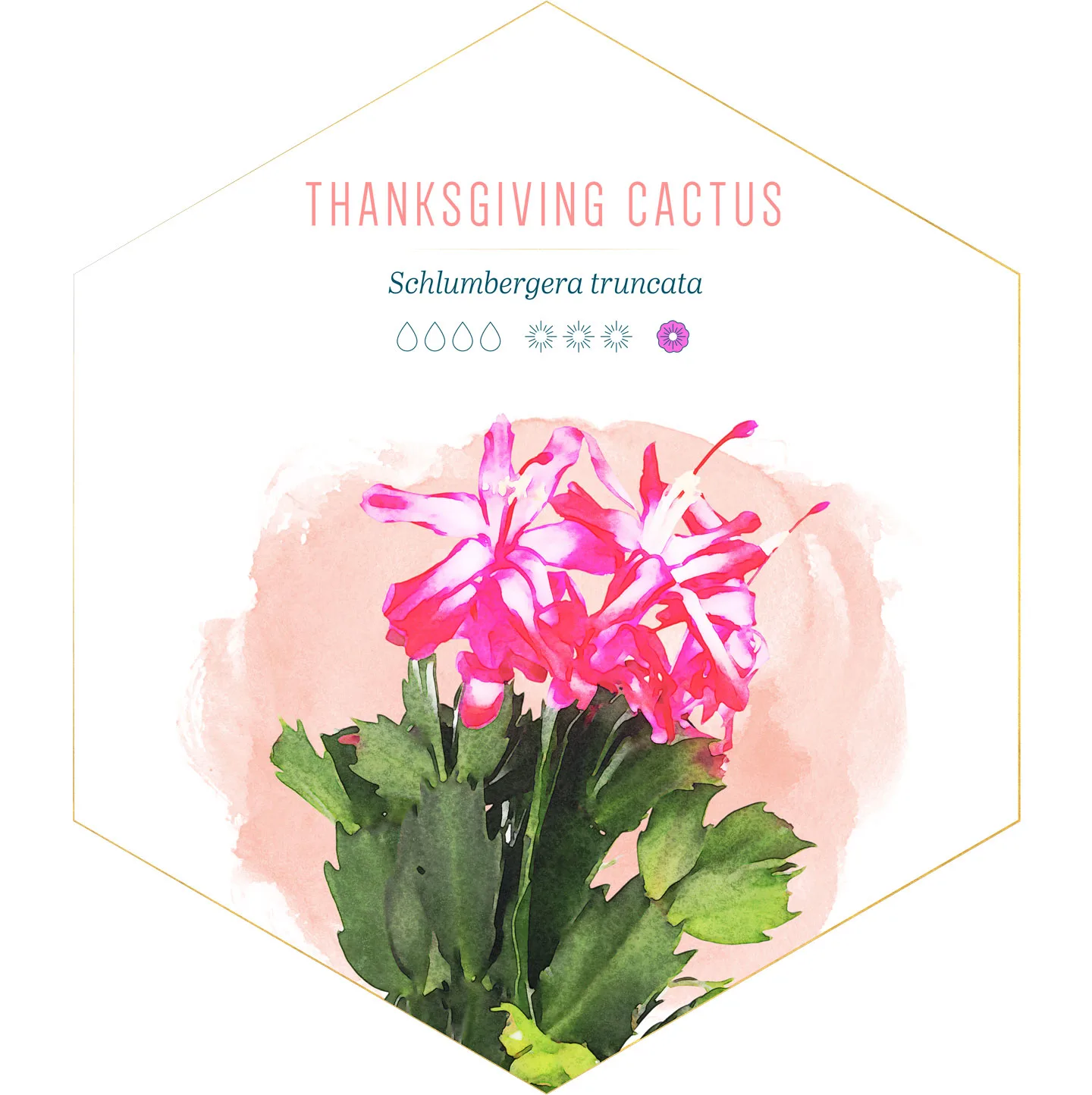 14 Types of Cactus for Your Home and Garden