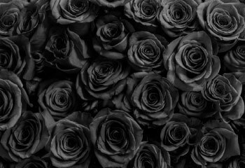 What is the Meaning of Black Roses? | ProFlowers