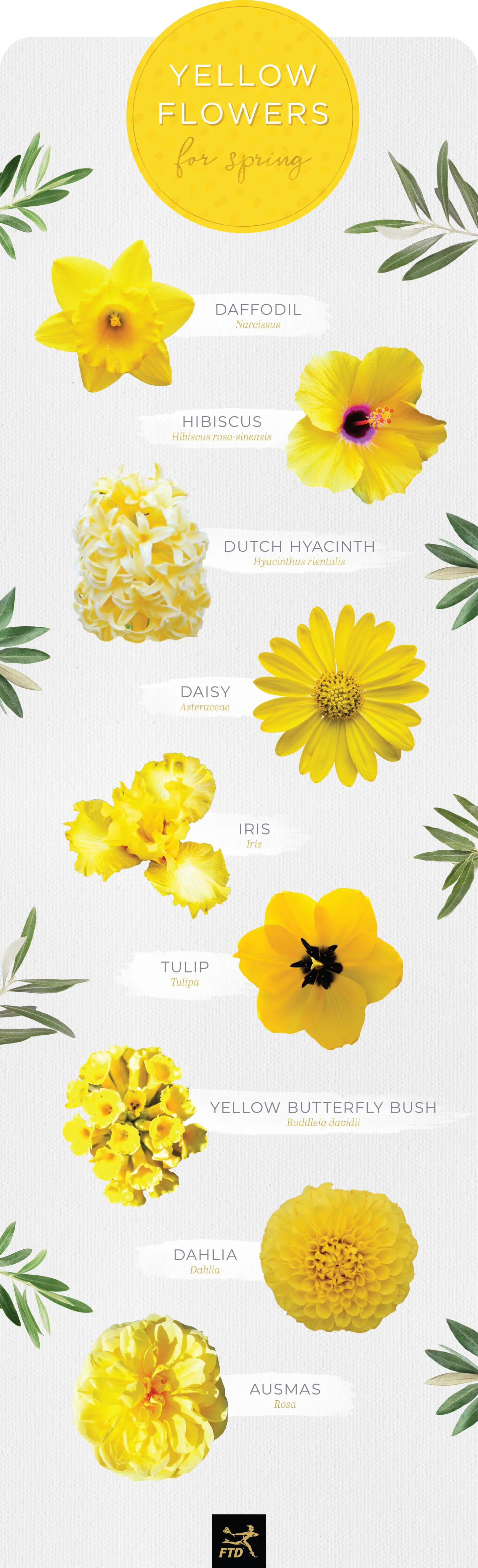 30 Types of Yellow Flowers