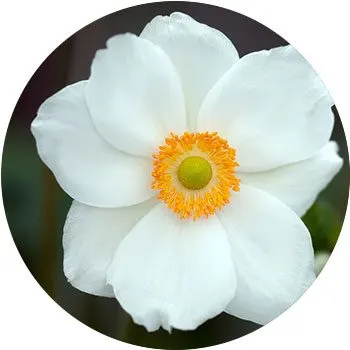 white-anemone-nemorosa
