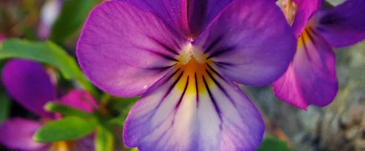 New Jersey State Flower - The Common Meadow Violet