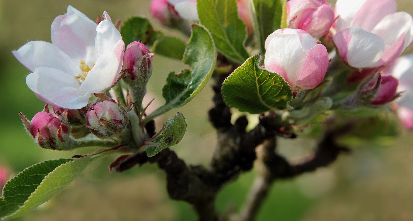 apple blossom plant