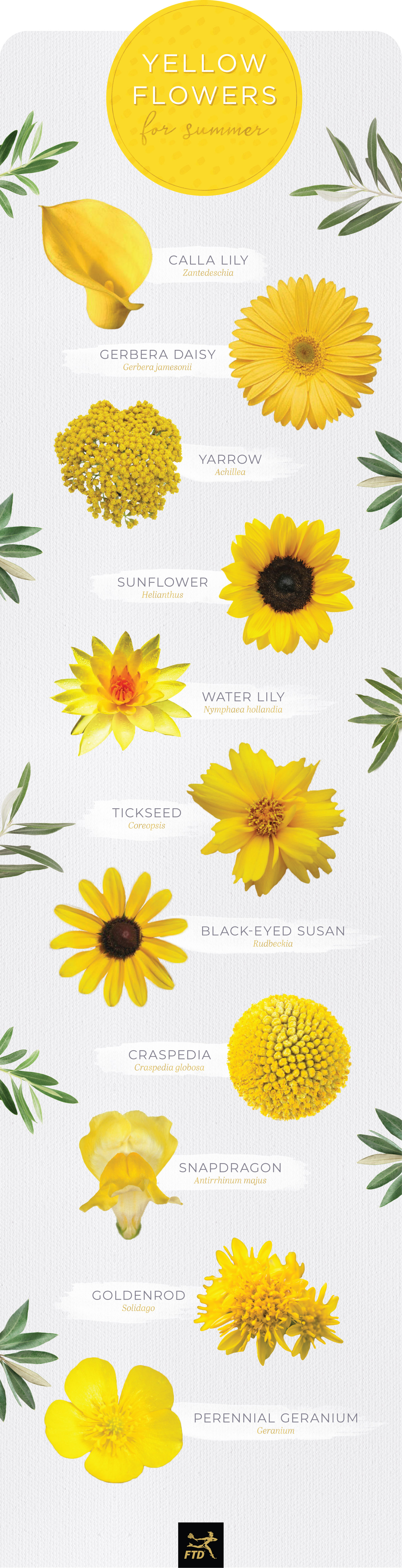 names of purple and yellow flowers