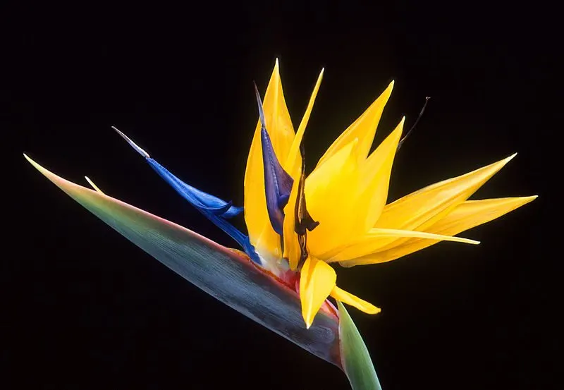Birds of Paradise Care Tips